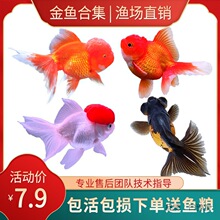 狮头鱼 狮头鱼品牌 图片 价格 狮头鱼批发 阿里巴巴