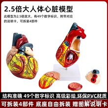 ���w���KѪ�ܽ��ʽY��ģ�Ͳʳ��ɲ�ж���S���w��Ȼ���t�W�̌Wģ��