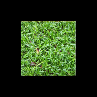 Large-Leaf Oil Lawn Seeds for Courtyard Villas, American Evergreen Dog Tooth Grass, Black Oat Grass Seeds, Cold-Resistant Slope Protection