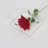 Rose red (Flannel small horned rose)