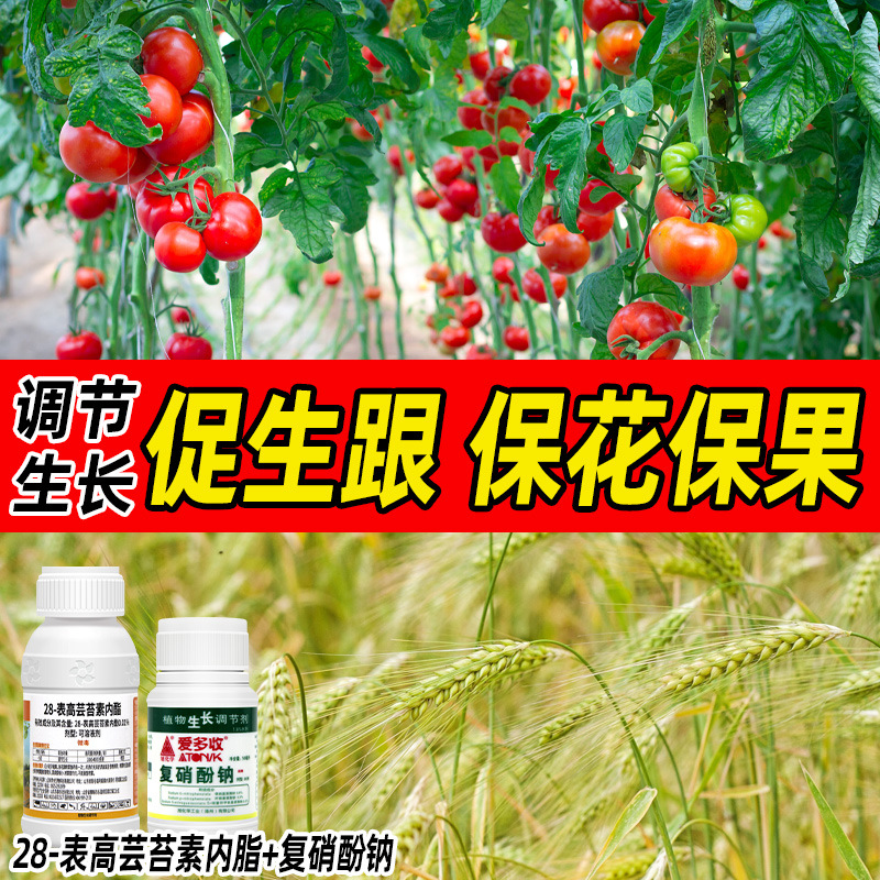 番茄促生跟保花保果解除休眠柑橘马铃薯调节生长复硝酚钠专用组合