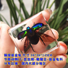 �挍���x��֬�˱����x�������󰺣���з���x���x֩���׃��@�̌W