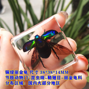 �挍���x��֬�˱����x�������󰺣���з���x���x֩���׃��@�̌W