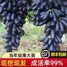 һ�����l�{��ʯ���ј��m���Ե��Դ������ٹ����Ϸ������Nֲ���箔