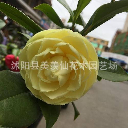 Las plantas en macetas de semillas de camelia se pueden sembrar en cuatro estaciones, 24 colores opcionales, 5 rosas Sai