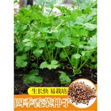 �����͟�����ѷN��ȫ���~ܾݴ�N���r�������ļ��߲˷N����С�~��