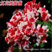 紫薇花树苗木 盆栽百日红老桩大苗庭院别墅花卉 四季开花园林绿化