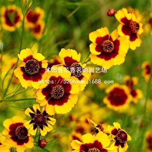 ɢ�b�ͺ���Ŀ�շN��ѩ����ɽѩ�ջ��N������ͥԺ���ܷN���ļ�