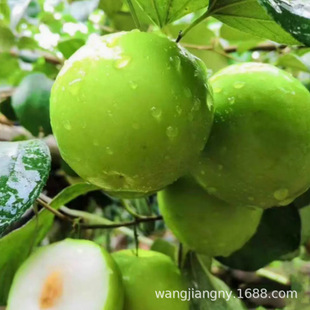 ���ܴ󗗼t����̨�������������۽z��ţ�̗�ͥԺ���Թ�����痗��