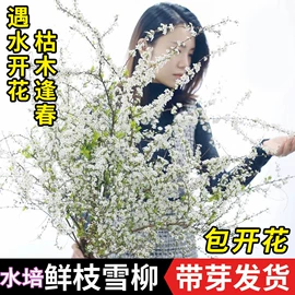 盆栽;种子;花盆容器