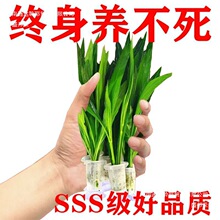 ������˾Ź�ʹڲ�����ˮ���b��쾰��ֲ������~��ˮ�|����