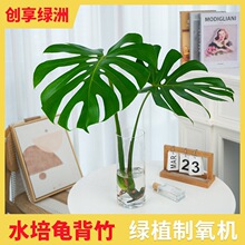 ˮ���������҃Ⱥ��B���~�k��������Gֲ�ﻨ���ļ�����͏d����