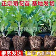 ջСɫrԸNɫͺGֲ̨ͥԺļ