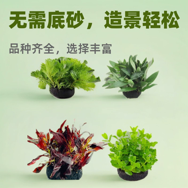 Аквариум водяная трава комочковая трава растение Живая Пресная вода новичок ленивый водный баньян пейзаж в аквариум без нижнего песка оптом