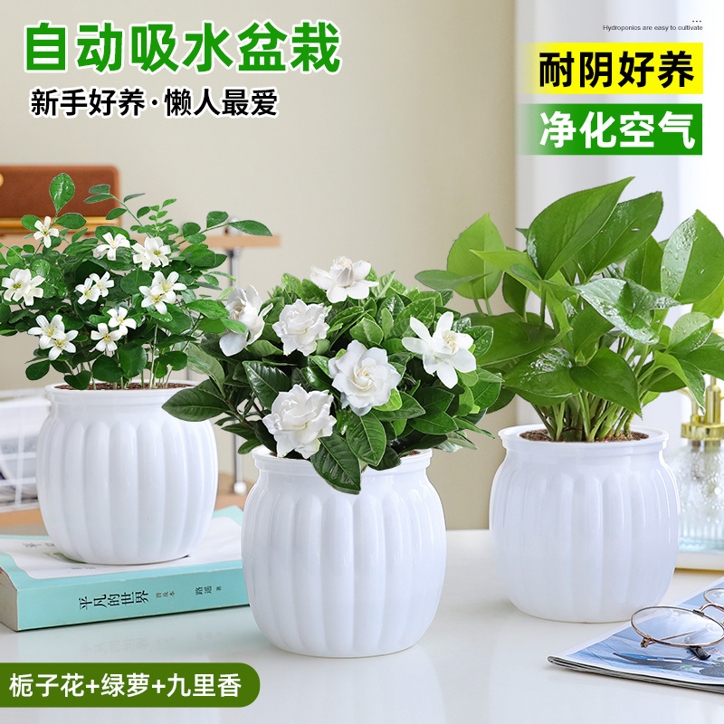 [인기 패키지] 치자나무 + 포토스 + 구리샹