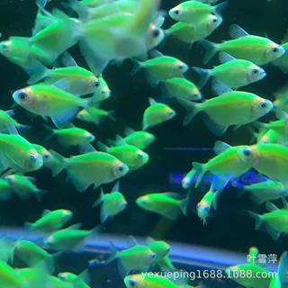 翡翠天使鱼活体 热带观赏鱼天使鱼草缸 渔场直销翡翠天使鱼批发
