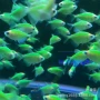 活体热带翡翠鱼草观赏鱼