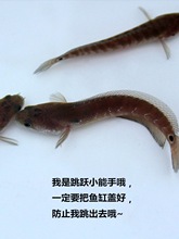 ����������������ɽ���㻨���Ź�����������ͳ�������ˮ��ˮ��