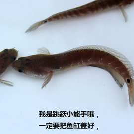 七星雷龙鱼苗月鳢山斑鱼花星张公鱼锦鲤金鱼观赏宠物鱼冷水淡水鱼