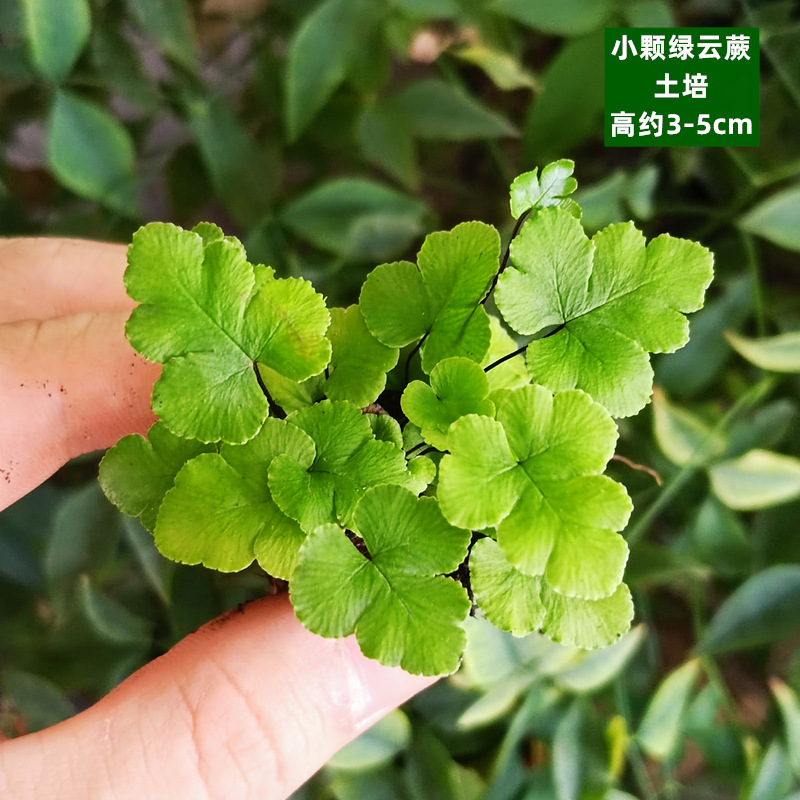 토양재배 - 작은 녹색 구름고사리