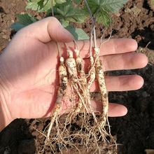 NӷNֲLɽ˅҃ԷNҰɽͥԺb