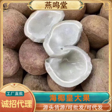 印度大椰皇新鲜海椰皇大果30斤/件海椰子煲汤料印尼椰皇大货批发