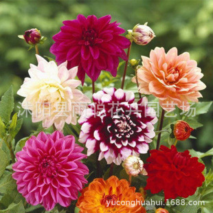 Dahlia Seeds, Spring Flower Seeds, Easy-To-Live Ornamental Flowers in All Seasons, Courtyard Grass Flower Seeds in All Seasons