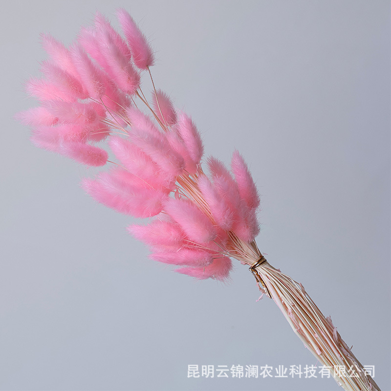Un bouquet de 60 branches rose clair / Bouquet