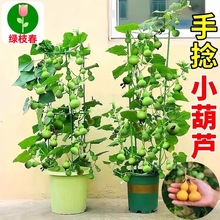 ��������С���J���ļ��^�p���J�N�Ӵ�ȫ����ֲ���̨�����߲˷N��