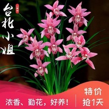 兰花苗四季建兰台北小姐浓香型兰花苗好养易开花植物盆栽室内花卉