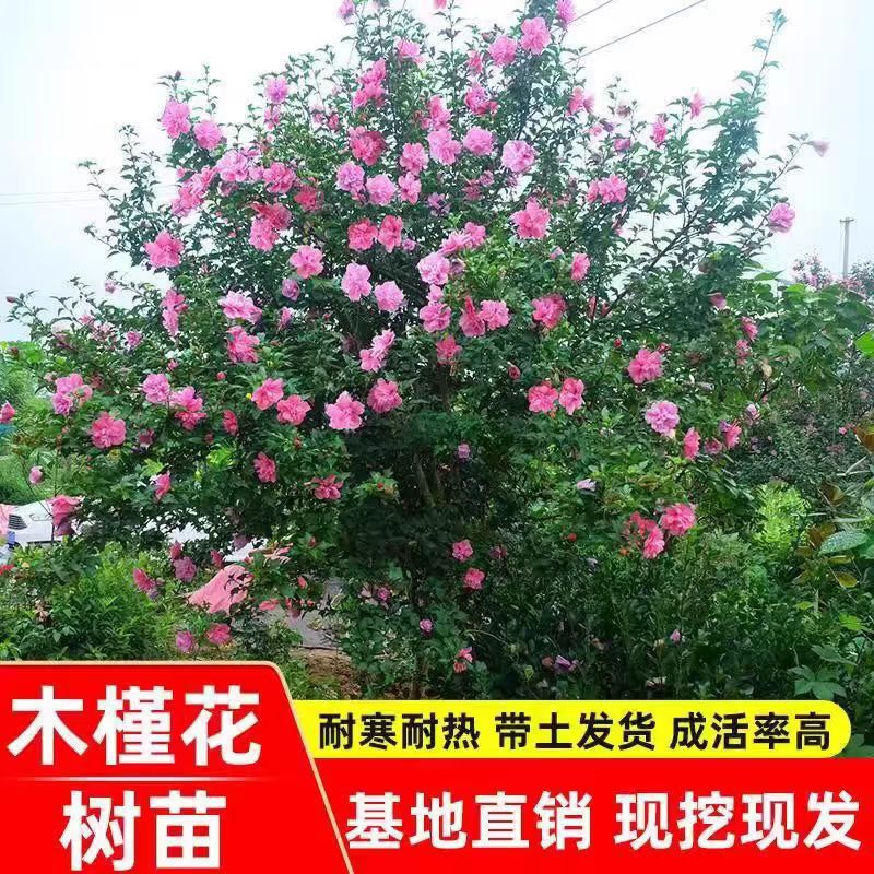 Hibiscus Flower Potted Plants, Double-Flowered Hibiscus, Lollipop Flower Seedlings, Garden Landscaping, Ground Planting, Ornamental Trees, Edible Hibiscus Seedlings Hibiscus Flower Potted Plants, Double-Flowered Hibiscus, Lollipop Flower Seedlings, Garden Landscaping, Ground Planting, Ornamental Trees, Edible Hibiscus Seedlings