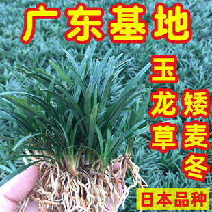 Jade Dragon Grass Japanese Dwarf Ophiopogon Japonicus Courtyard Grass Seedlings Lawn Real Grass Greening Grass Garden House All Year Round Evergreen Turf