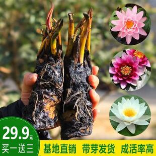 ļ؃r˯ɏKˮֲ~׳ͥԺɏˮBļ_