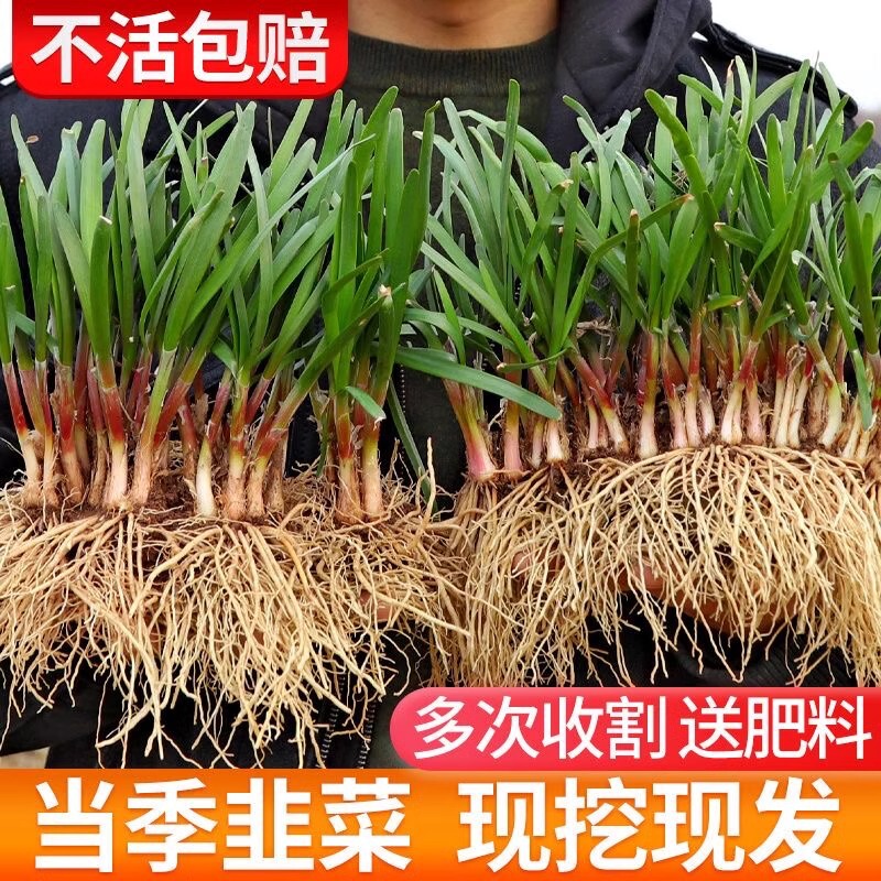 [First Stubble Now Digging] Purple Root Leek Root Seedling Wholesale Wide Leaf Purple Basic Fragrant Leek Family Balcony Good for Raising