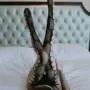 情趣性感欧美网袜