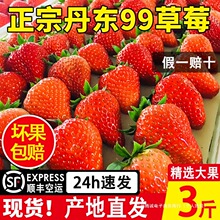 ���ڵ��|99��ݮ�������rˮ��3��tžŲ�ݮ�Y���bţ�����Ͳ�ݮ