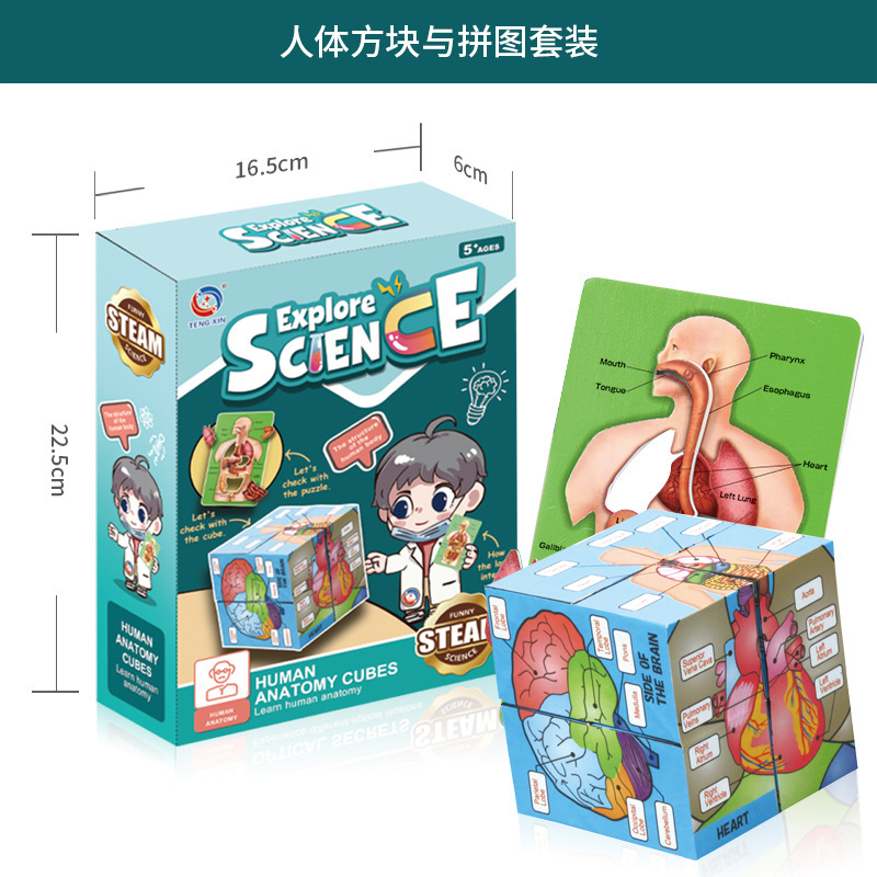 国境を越えたおもちゃ早期教育人間の臓器骨格モデルセット科学と教育小中学生 DIY 組み立て子供のパズル|undefined