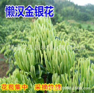 Cold-Resistant Honeysuckle Saplings Potted Indoor Fragrant Florals Balcony Courtyard Old Pile Four-Season Flowering Climbing Vine Green Plants