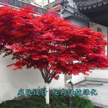 红枫树苗四季中国红庭院美国红枫红舞姬盆栽绿化盆景植物苗木