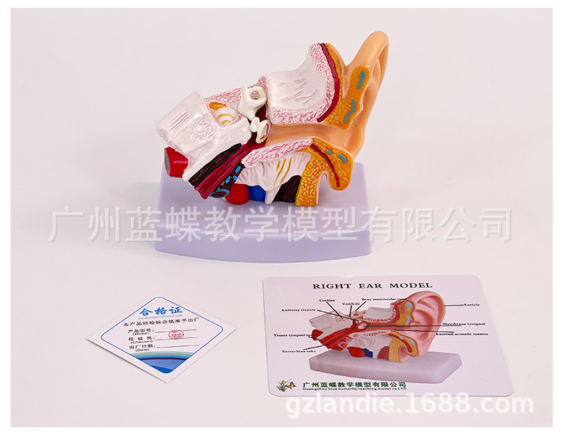 详情 (13)