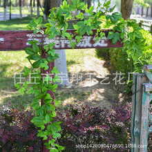 �����b��ړ��Gֲ�ٗl�����٘��~��ˮ�ܵ����{���ӾG�~���ٳ�����