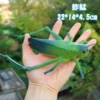 Grasshopper