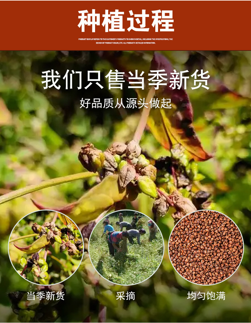 Whole-Plant Black Tartary Buckwheat Tea (Fagopyrum tataricum) — 500g Loose Herbal Tea preparation