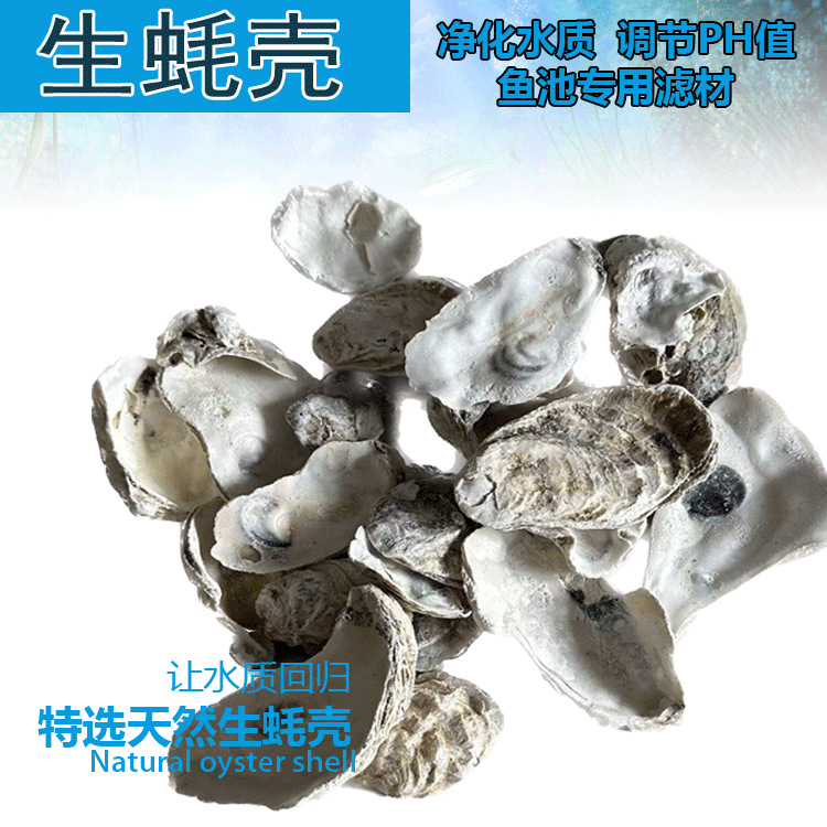 生蚝壳 牡蛎壳 鱼池过滤材料 锦鲤池专用滤材 稳定PH值