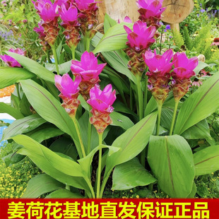 ���ɻ�������Զ������޸����ܻ����L����ͥԺ�̨���B�Gֲ