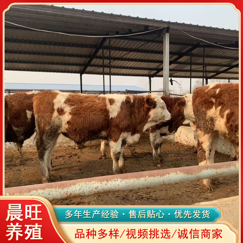 鲁西黄牛小肉牛犊西门塔尔肉牛多少钱一斤6个月的小牛苗湖北价格