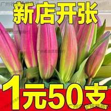 香水粉百合鲜切花花束云南昆明基地直发水养花家居多头玫瑰妇女节