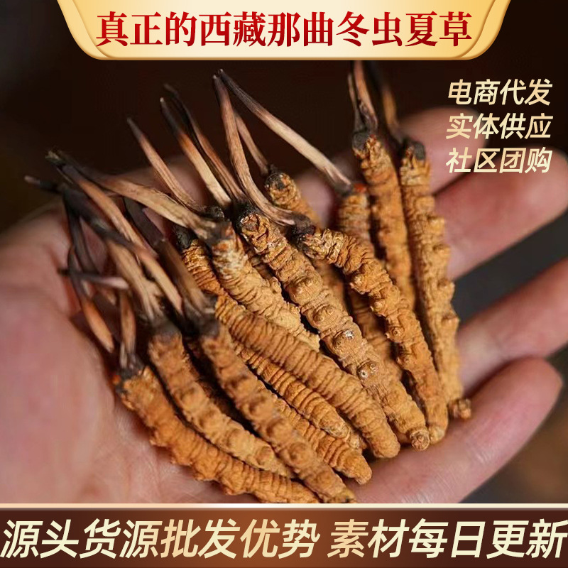 西藏那曲高海拔雪山精品纯野冬虫夏草头期晒干足干虫草滋补品批发