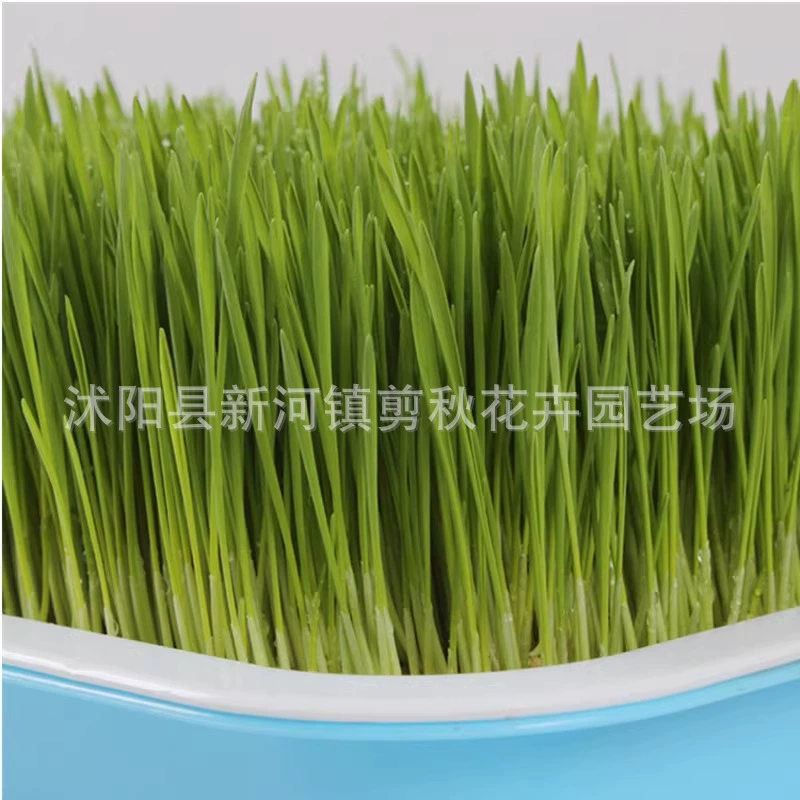 Семена кошачьей травы Семена пшеницы ростки овощи рассада ячменя семена травы гидропонный питомник посадка Кошачьей Мятой травы кормовые семена