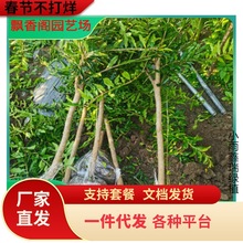 软籽石榴树苗 甜石榴树树苗种植基地 一公分石榴树苗价格
